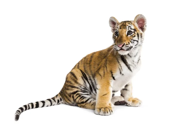 Two months old tiger cub sitting against white background — Stock Photo, Image