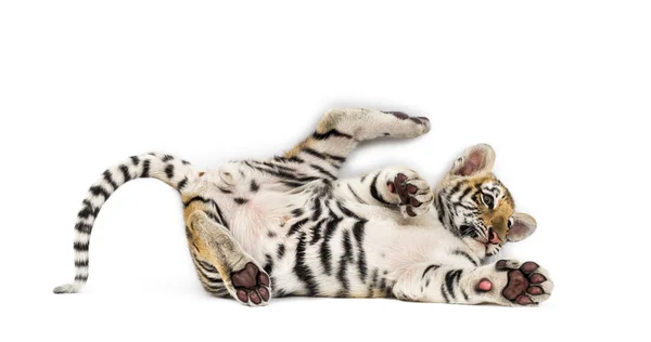 Dois meses de idade filhote de tigre deitado contra fundo branco — Fotografia de Stock