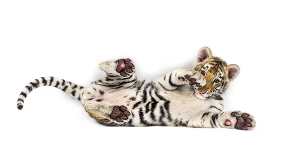 Dva měsíce starý tygr mládě ležící na bílém pozadí — Stock fotografie