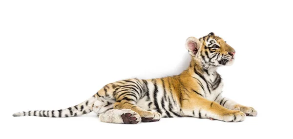 Dois meses de idade filhote de tigre deitado contra fundo branco — Fotografia de Stock