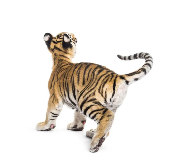 Dois meses de idade filhote de tigre andando contra fundo branco — Fotografia de Stock