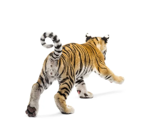 Δύο μηνών τίγρη cub με τα πόδια σε λευκό φόντο — Φωτογραφία Αρχείου
