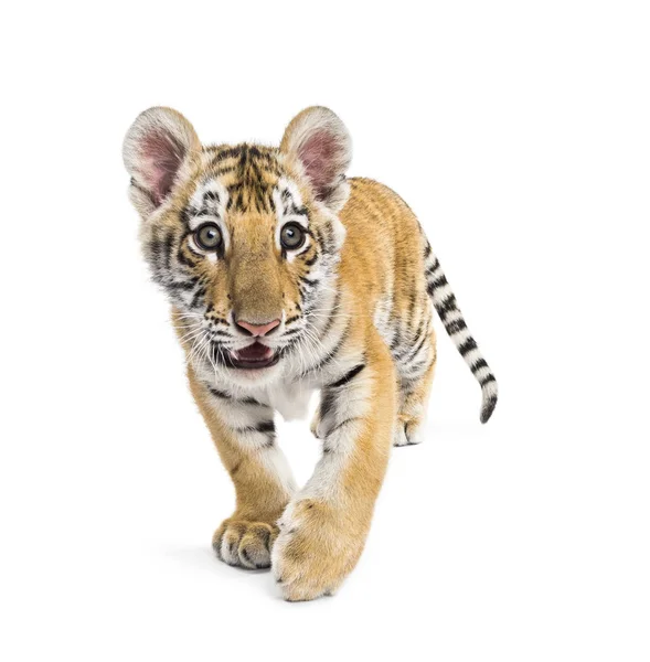 Two months old tiger cub walking against white background — Stock Photo, Image