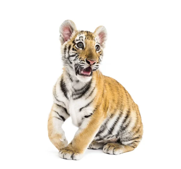Two months old tiger cub sitting against white background — Stock Photo, Image