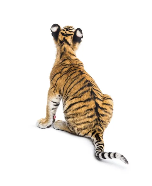 Rückansicht eines zwei Monate alten Tigerbabys, das gegen weißen Ba sitzt — Stockfoto