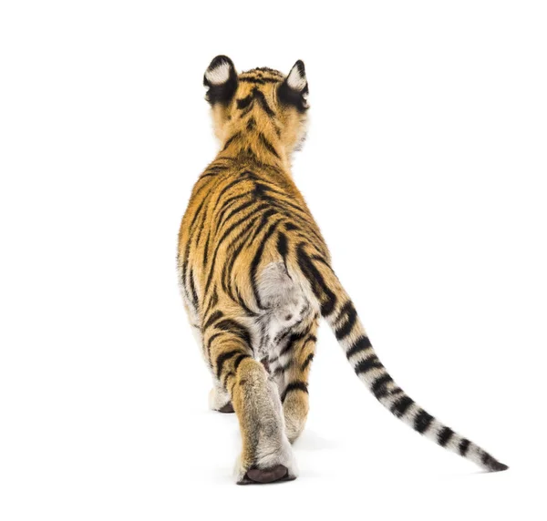 Pohled zezadu na dvouměsíční chůzi tygřího mláděte, izolované na whi — Stock fotografie