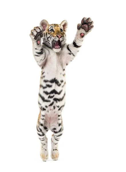 Двухмесячный тигр, прыгающий на белом фоне — стоковое фото