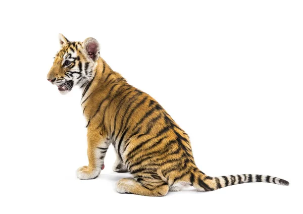 Двухмесячный тигр сидит на белом фоне — стоковое фото