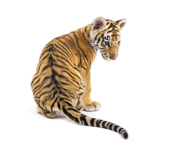 Rückseite zwei Monate altes Tigerbaby sitzt gegen Weiß — Stockfoto