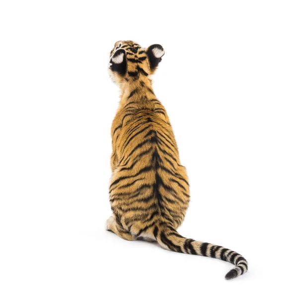 Achteraanzicht op een twee maanden oude tijgerwelp zittend, geïsoleerd op whi — Stockfoto