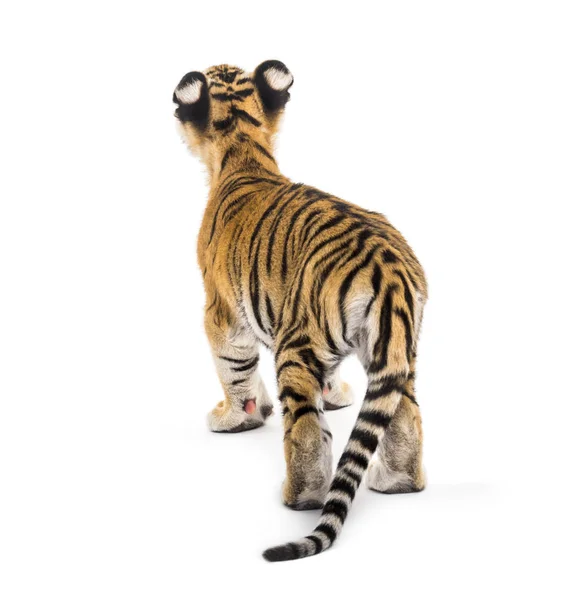 Widok z tyłu dwumiesięcznego tygrysa stojącego, odizolowanego na wh — Zdjęcie stockowe