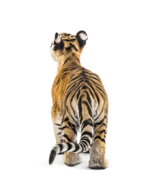 Widok z tyłu dwumiesięcznego tygrysa stojącego, odizolowanego na wh — Zdjęcie stockowe