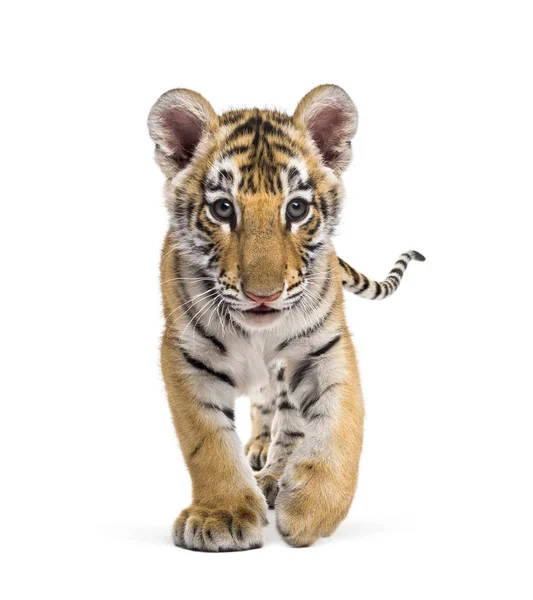 Два місяці тигровий кубик ходить на білому тлі — стокове фото