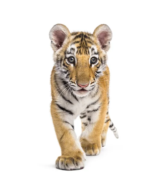 Twee maanden oud tijgerwelpje loopt tegen witte achtergrond — Stockfoto