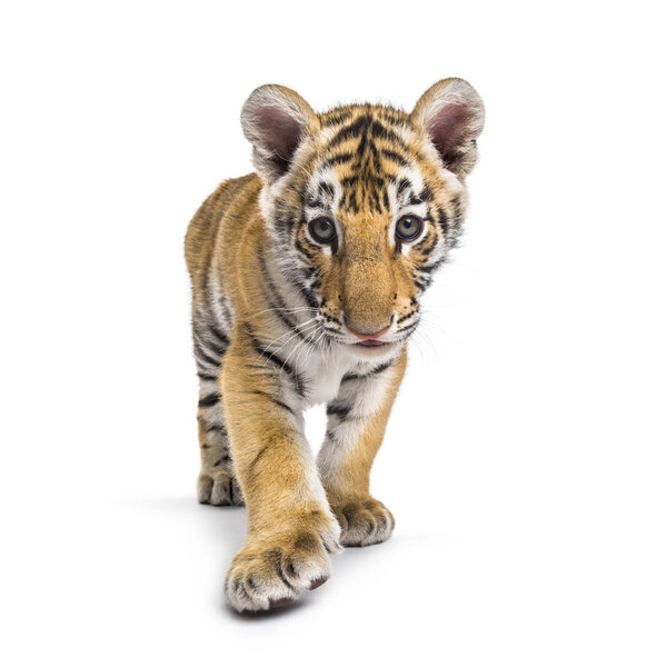 Two months old tiger cub walking against white background