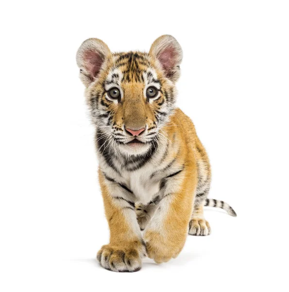 Twee maanden oud tijgerwelpje loopt tegen witte achtergrond — Stockfoto