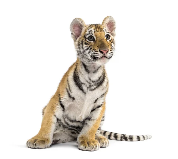 Dois meses de idade filhote de tigre sentado contra fundo branco — Fotografia de Stock