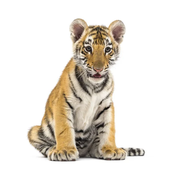 Two months old tiger cub sitting against white background — Stock Photo, Image