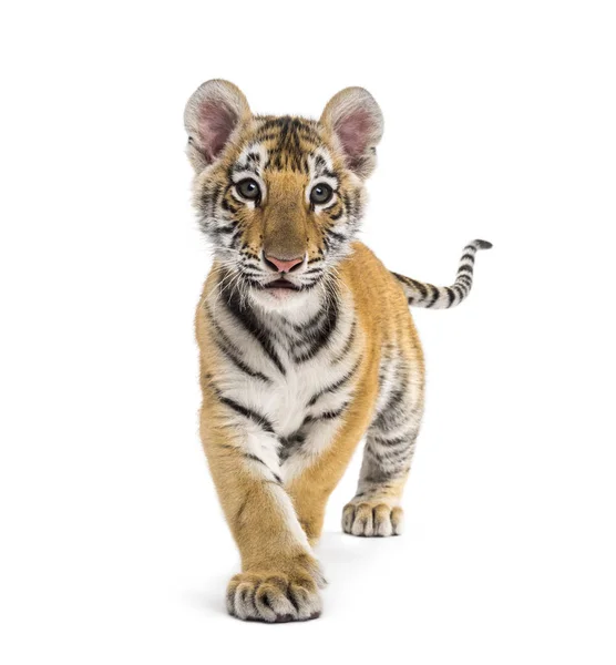 Two months old tiger cub walking against white background — Stock Photo, Image