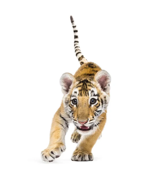 Dois meses de idade filhote de tigre de pé contra fundo branco — Fotografia de Stock