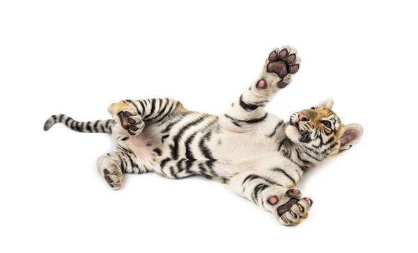 Dwumiesięczne tygrysie młode leżące na białym tle — Zdjęcie stockowe
