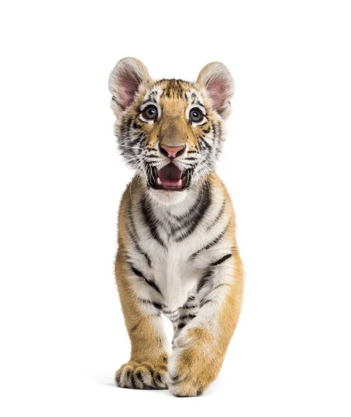 Två månader gammal tigerunge stående mot vit bakgrund — Stockfoto