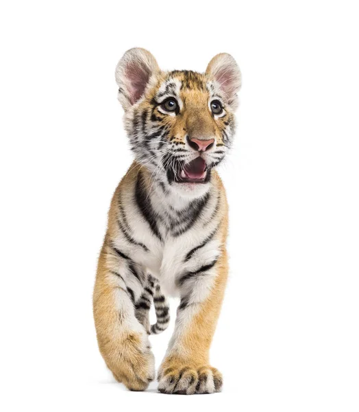 白い背景に立って2ヶ月古い虎の赤ちゃん — ストック写真