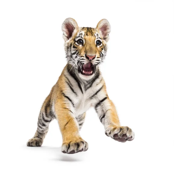 Two months old tiger cub pouncing isolated on white — Stock Photo, Image
