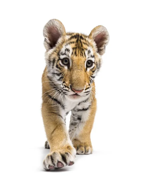 Cachorro tigre de dos meses caminando sobre fondo blanco — Foto de Stock