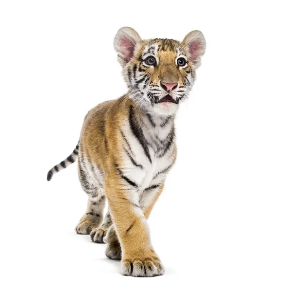 Två månader gammal tiger unge gå mot vit bakgrund — Stockfoto
