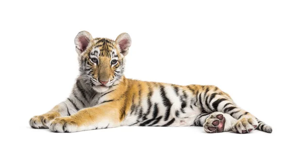 Petit tigre de deux mois couché sur fond blanc — Photo
