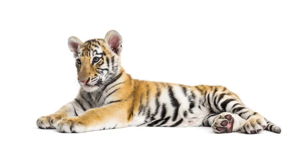 Dva měsíce starý tygr mládě ležící na bílém pozadí — Stock fotografie