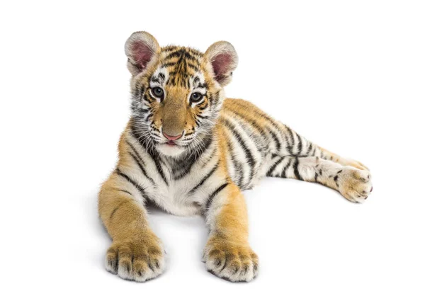 Två månader gammal tiger unge som ligger mot vit bakgrund — Stockfoto