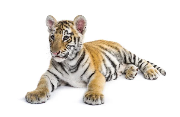 Due mesi vecchio cucciolo di tigre sdraiato su sfondo bianco — Foto Stock