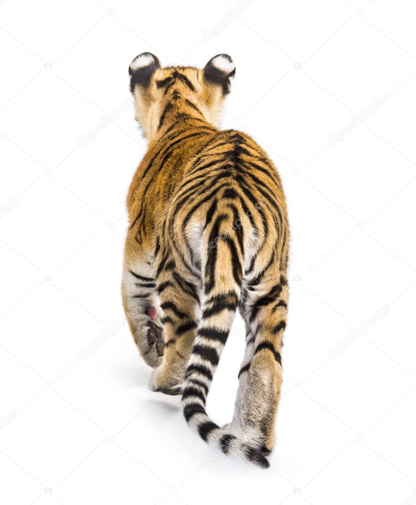 Back view of a two months old tiger cub walking, isolated on whi