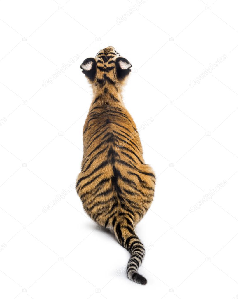 Back view on a two months old tiger cub sitting, isolated on whi