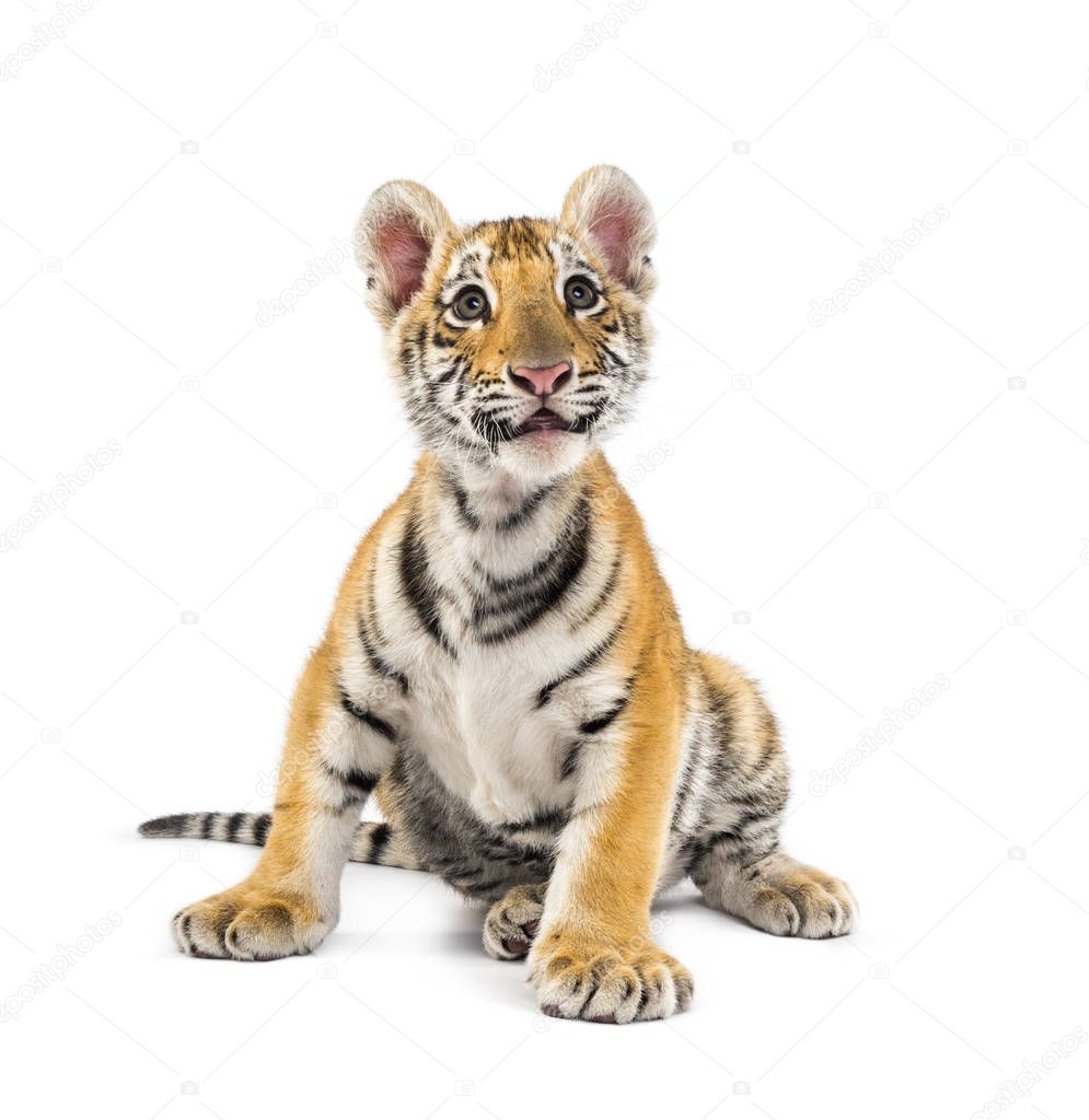 Two months old tiger cub sitting against white background