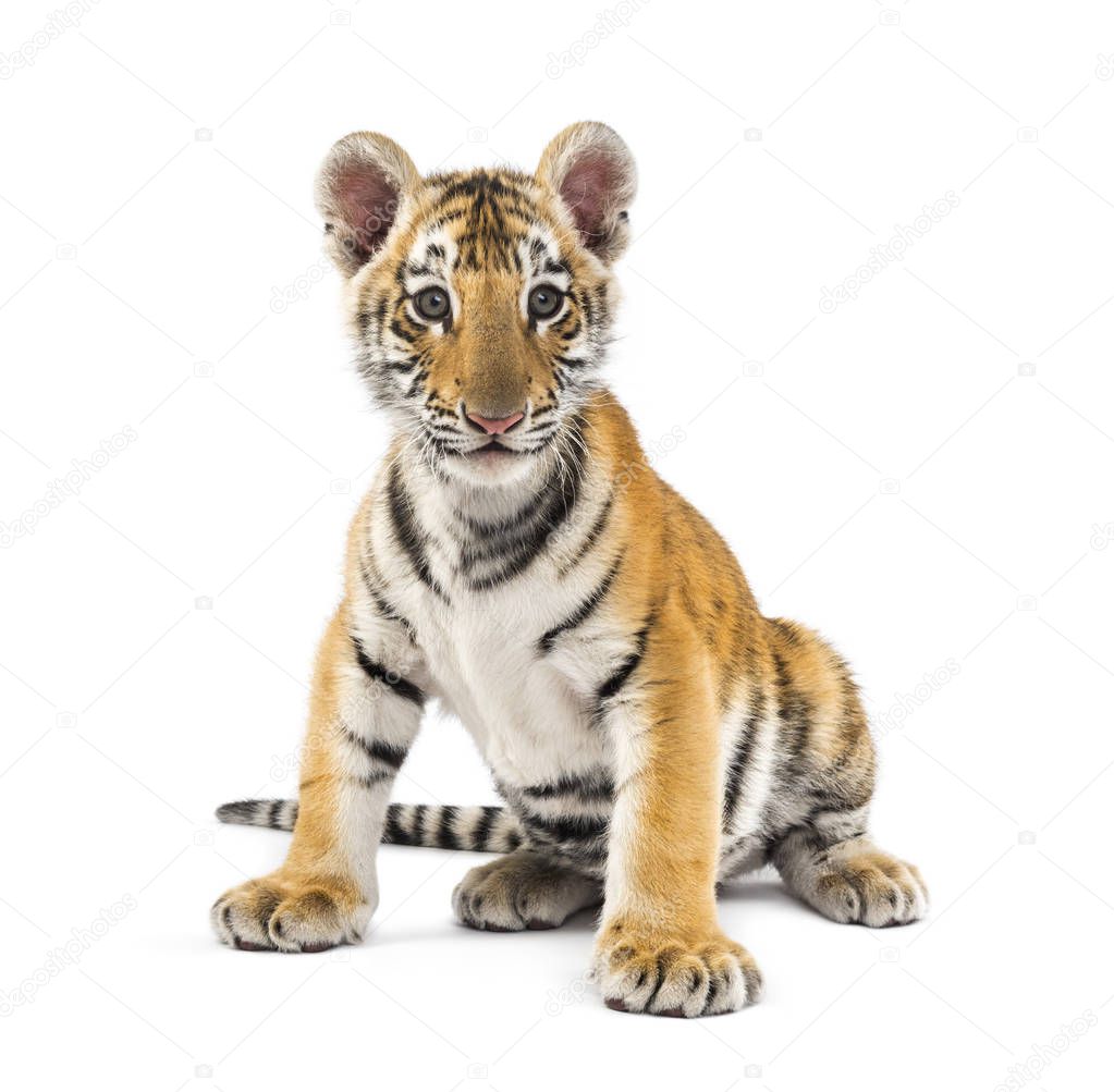 Two months old tiger cub sitting against white background