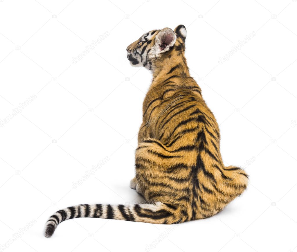Back view on a two months old tiger cub sitting, isolated on whi