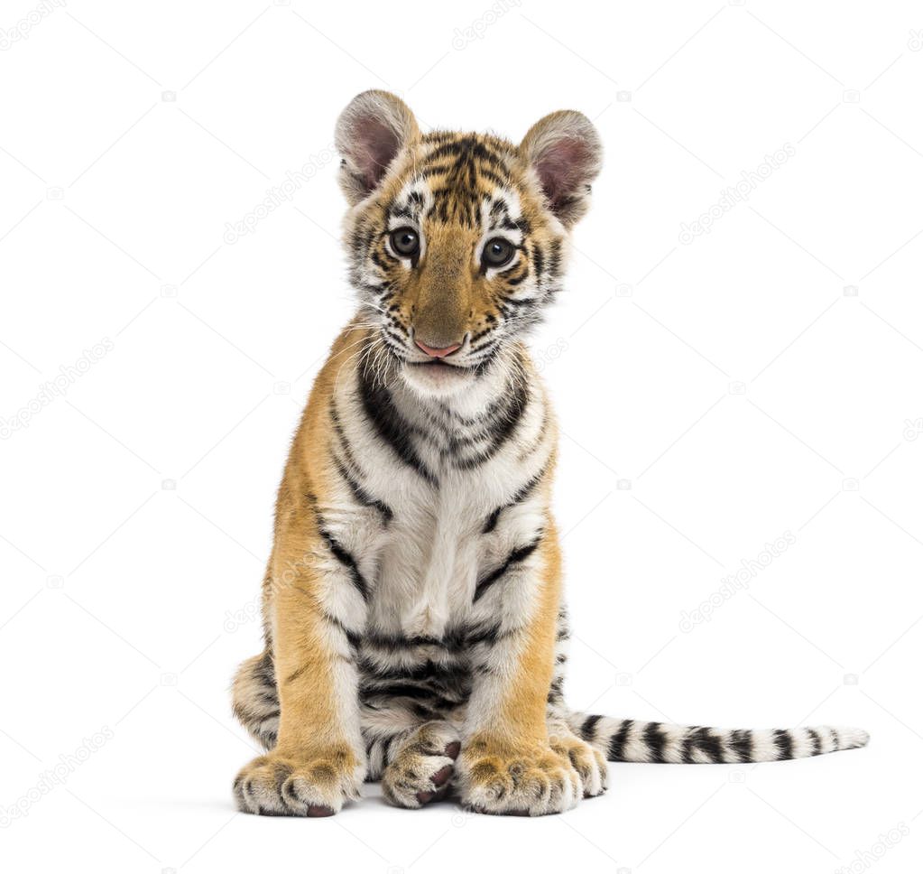 Two months old tiger cub sitting against white background