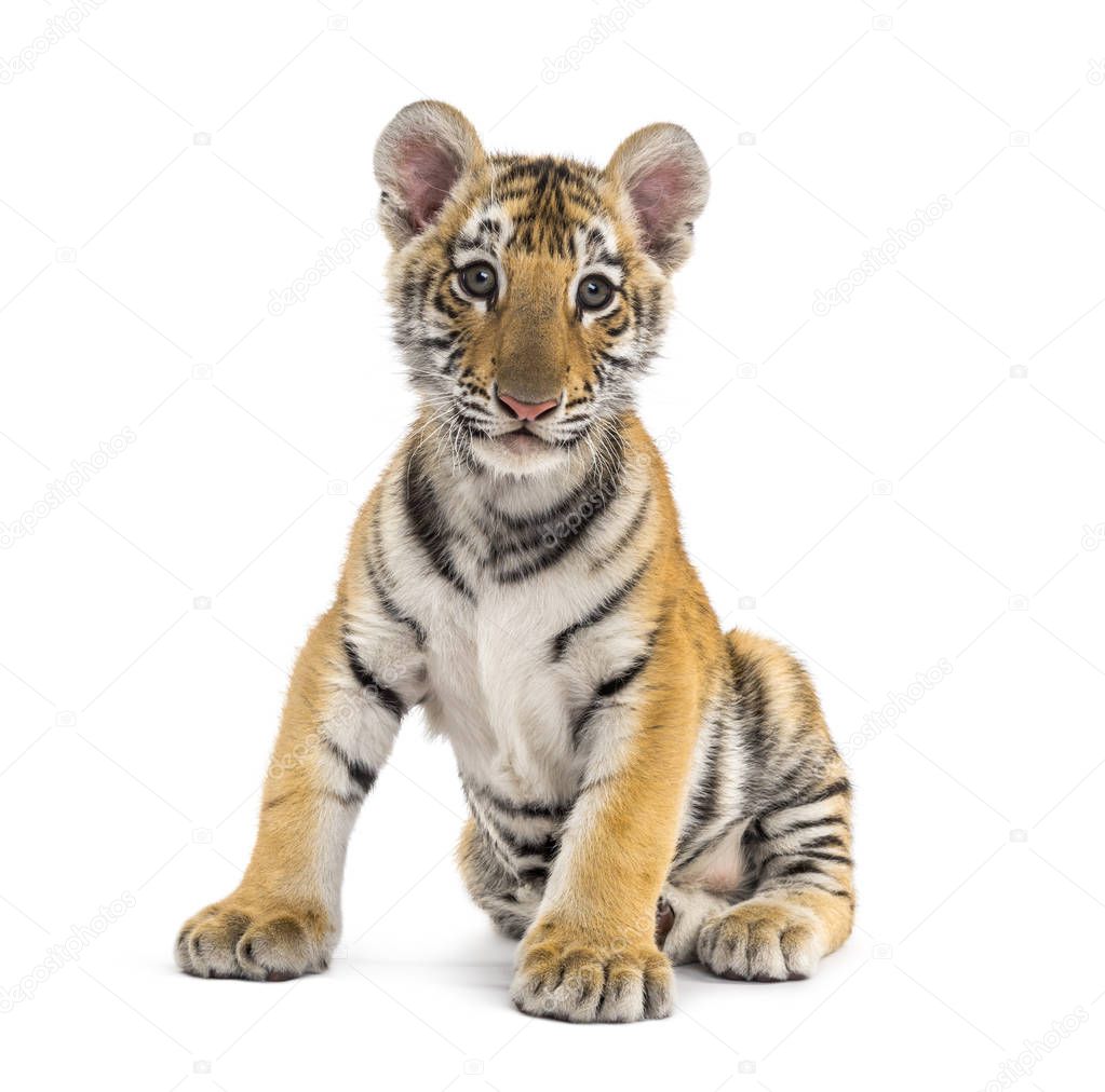 Two months old tiger cub sitting against white background