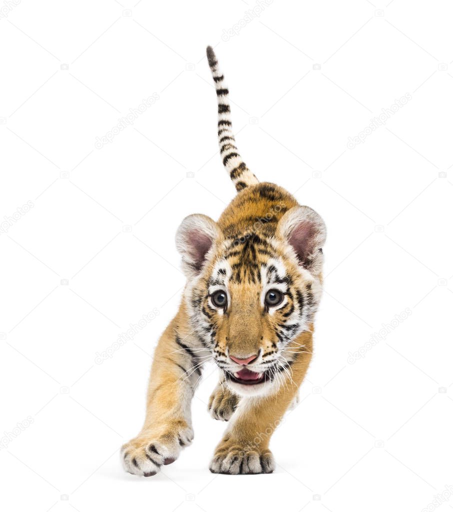 Two months old tiger cub standing against white background