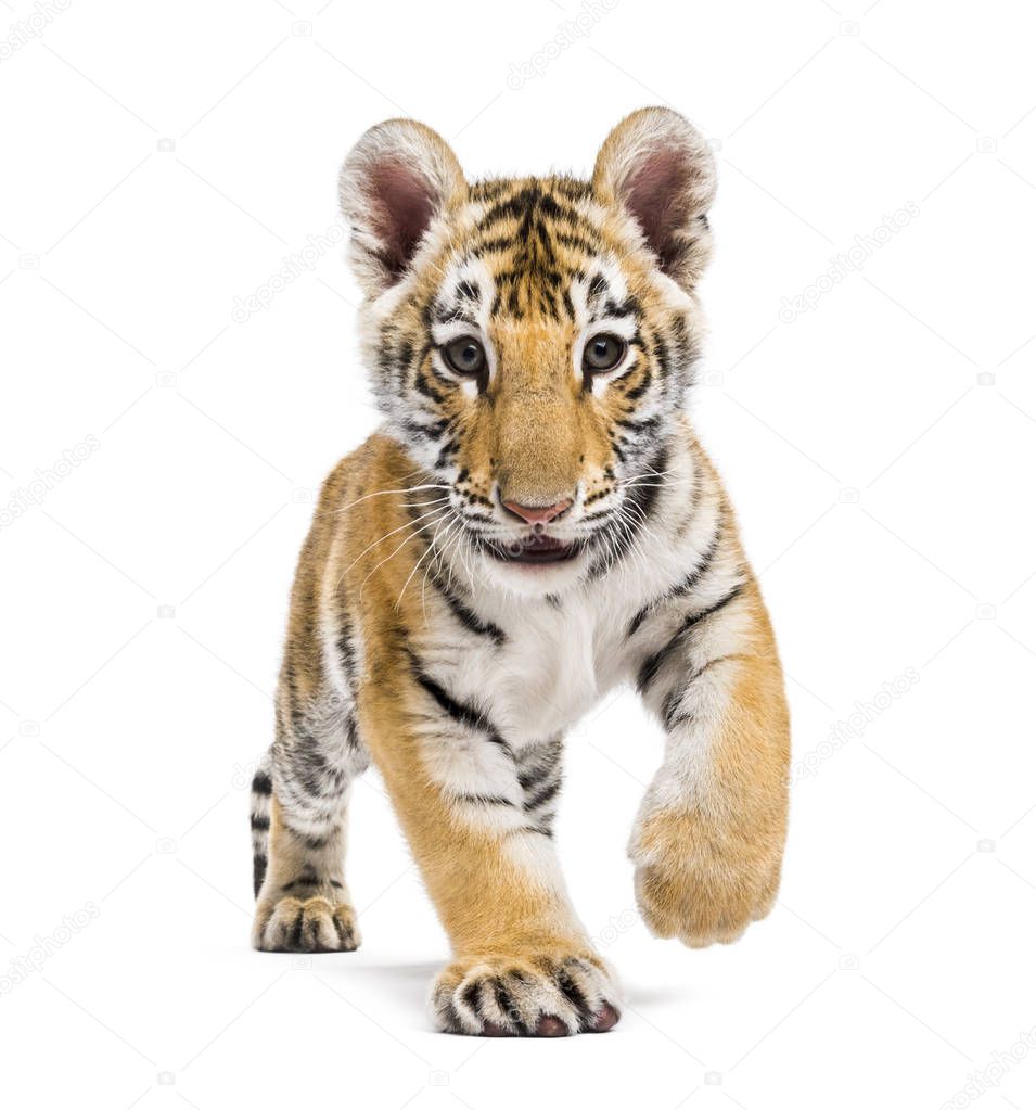 Two months old tiger cub walking against white background