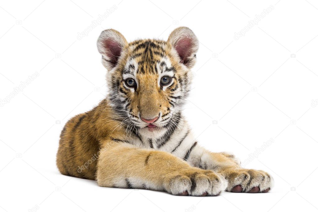 Two months old tiger cub lying against white background