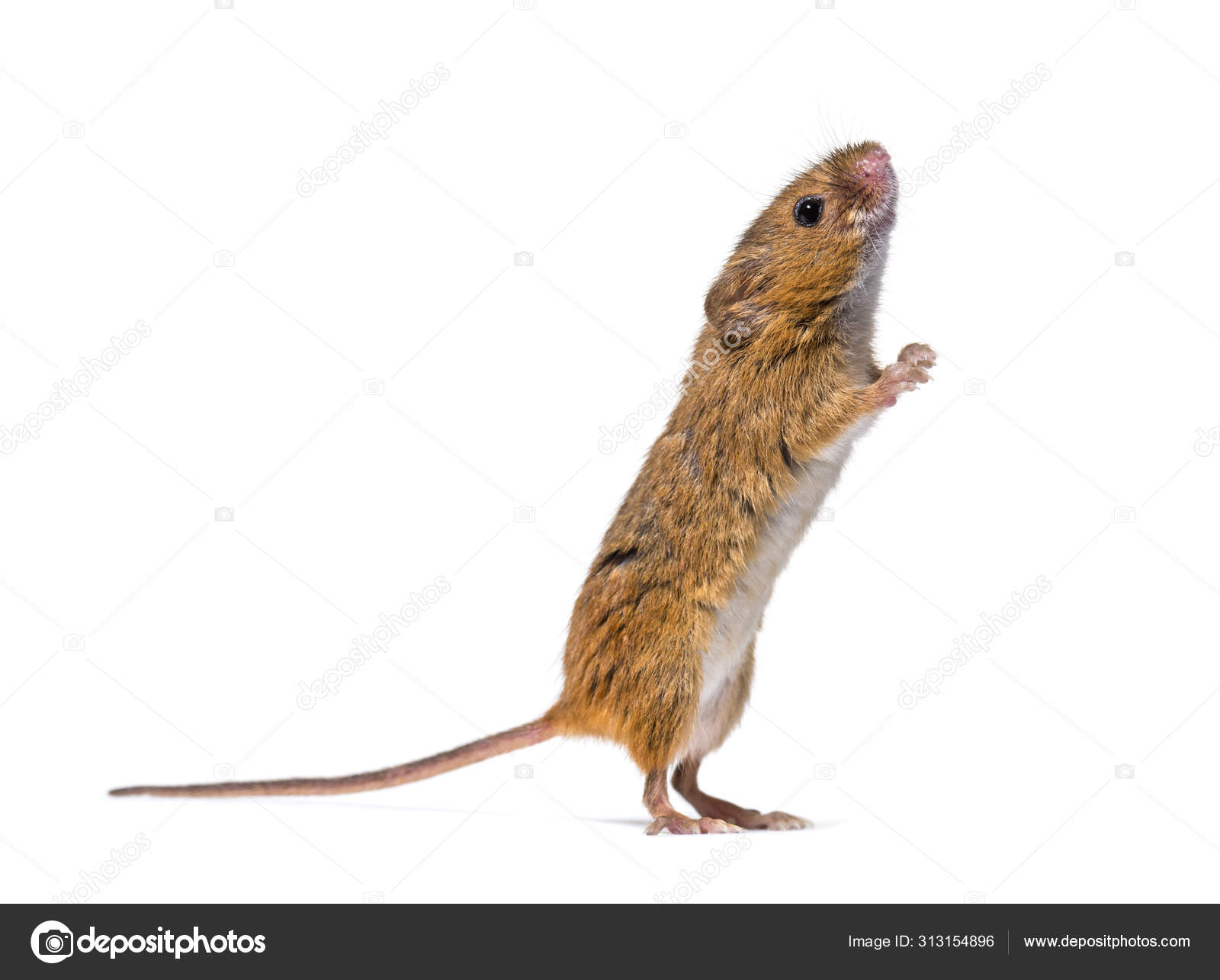 Eurasian Harvest Mouse Micromys Minutus Stock Photo By C Lifeonwhite