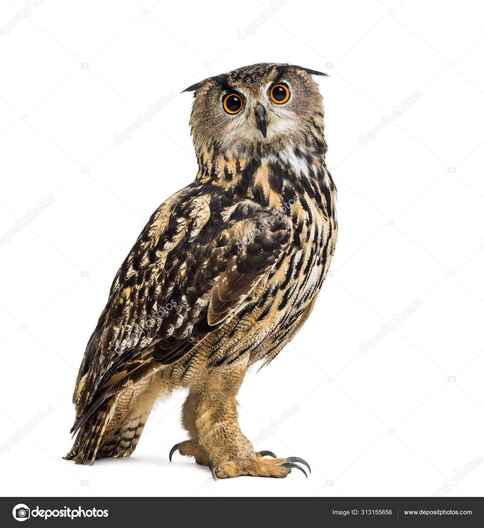 Eurasian Eagle Owl Bubo Bubo Is A Species Of Eagle Owl Stock Photo By C Lifeonwhite