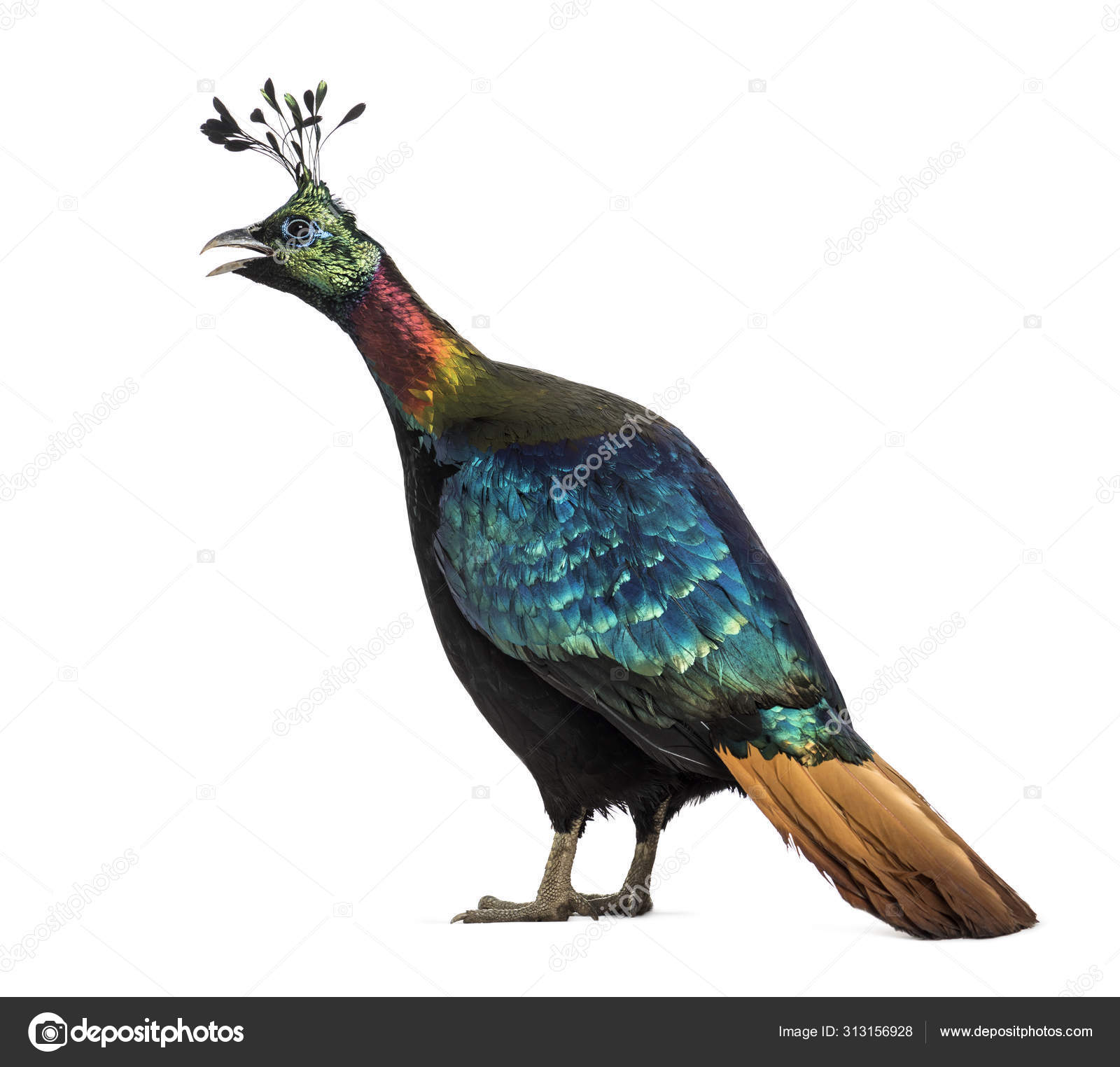 Nepali National Bird