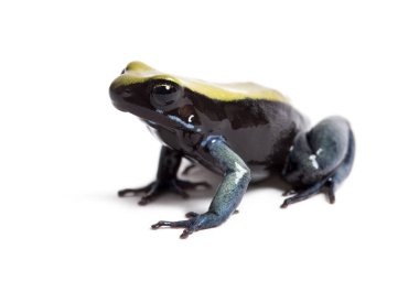 Mavi bacaklı mantella, Mantella beklentisi, beyaz üzerine izole edilmiş.