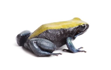 Mavi bacaklı mantella, Mantella beklentisi, beyaz üzerine izole edilmiş.