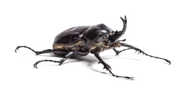 Actaeon böceği, Megasoma aktaeonu, bir gergedan böceği.